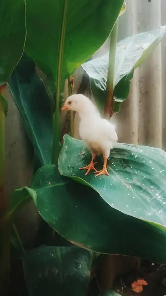 Цыпленок Зеленом Листе Флоре Фауне — стоковое фото