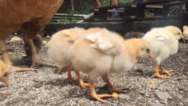 Galinha Galinha Fazenda Vídeo Filhotes Bebê — Vídeo de Stock