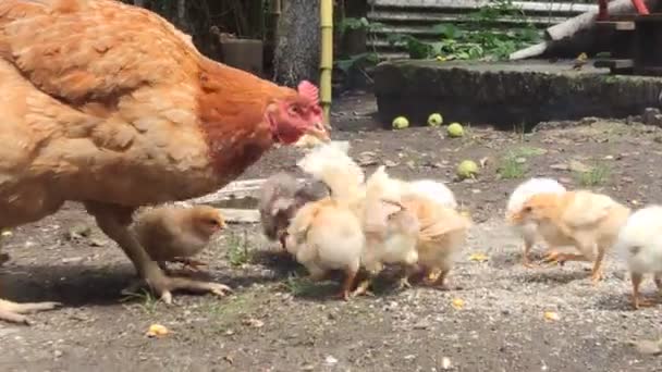 农场里的小鸡和母鸡 小鸡宝宝的视频 — 图库视频影像