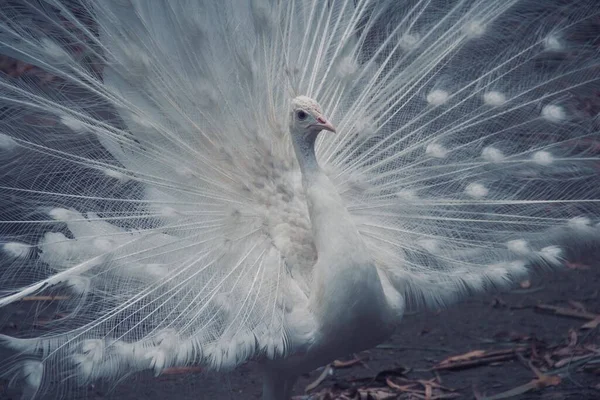 Blanc Plumes Paon Oiseau Tropical Blanc Danse Paon — Photo