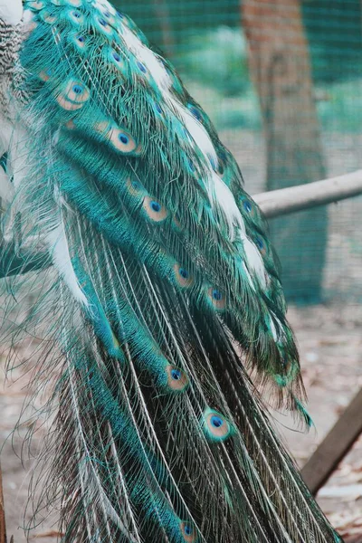 Cores Misturadas Cauda Pavão Azul Branco — Fotografia de Stock