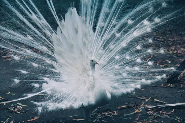 Перья белого павлина, тропическая птица, танец белого павлина