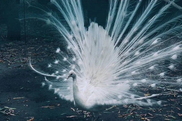 Penas Brancas Pavão Pássaro Tropical Dança Branca Pavão — Fotografia de Stock