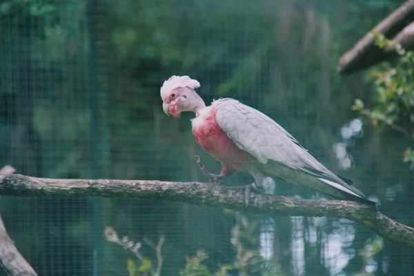 Pássaro Tropical Com Penas Rosa Cacatua — Fotografia de Stock