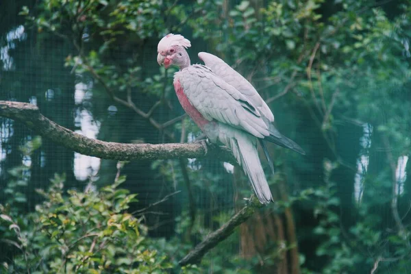 Pássaro Tropical Com Penas Rosa Cacatua — Fotografia de Stock