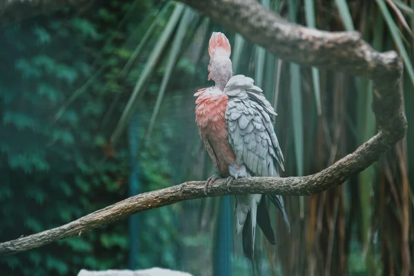 Pájaro Tropical Con Plumas Rosadas Cacatúa — Foto de Stock