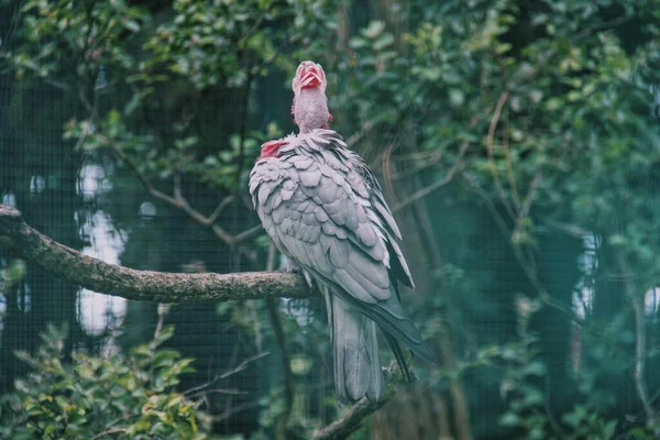 Pássaro Tropical Com Penas Rosa Cacatua — Fotografia de Stock