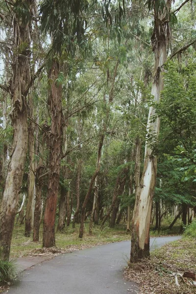Pohon Eukaliptus Alam Taman Flora — Stok Foto