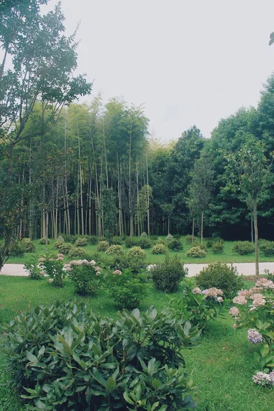 Parkta Bambu Bitkileri Doğada Ağaçlar — Stok fotoğraf