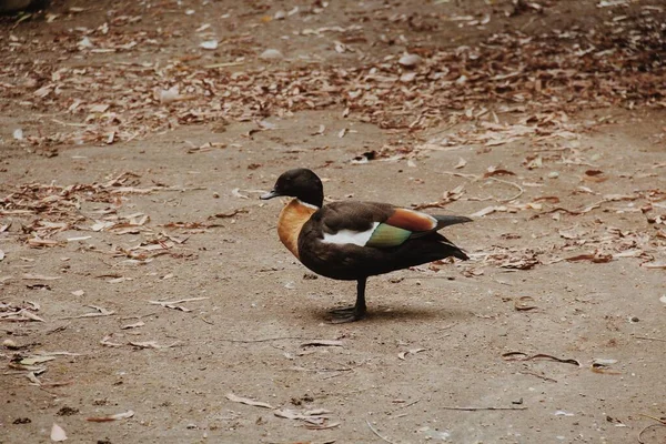 Canard Brun Seul Debout — Photo