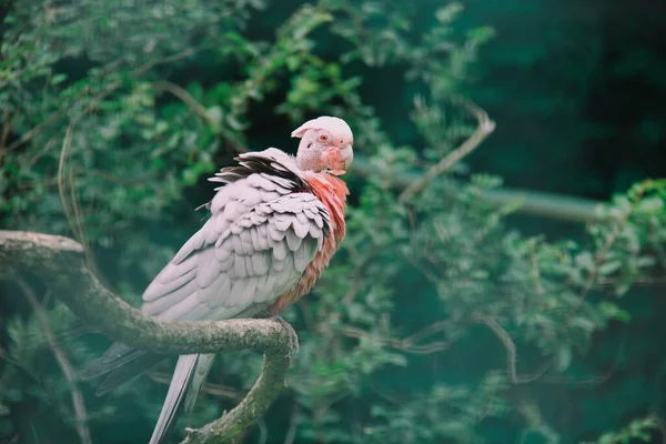 Pássaro Tropical Com Penas Rosa Cacatua — Fotografia de Stock