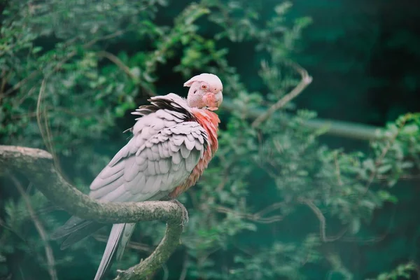 Pájaro Tropical Con Plumas Rosadas Cacatúa — Foto de Stock