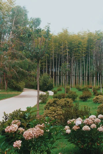 公園内の竹の植物 自然の木 — ストック写真