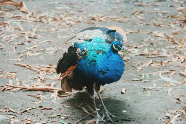 Mavi Tavuskuşu Tropikal Kuş — Stok fotoğraf