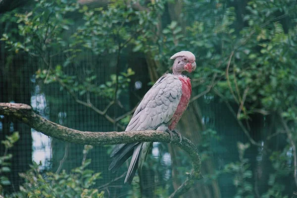 Uccello Tropicale Con Piume Rosa Cacatua — Foto Stock