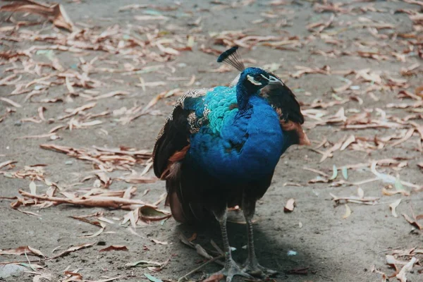 Azul Pavão Pássaro Tropical — Fotografia de Stock