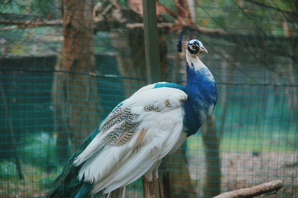 Pavão Misto Pássaro Tropical Pavão Azul Branco — Fotografia de Stock