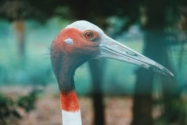 Sarus Daru Antigone Antigon Trópusi Madár Csőrrel — Stock Fotó