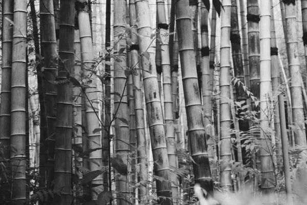 Bamboo plants in park, trees in nature, black and white