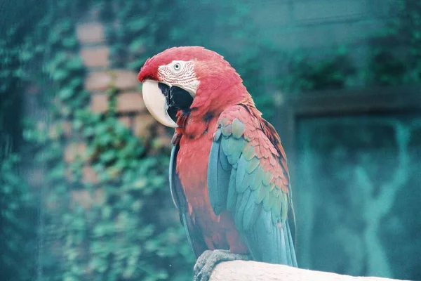 Vörös Arapapagáj Trópusi Madár Ara Makaó — Stock Fotó