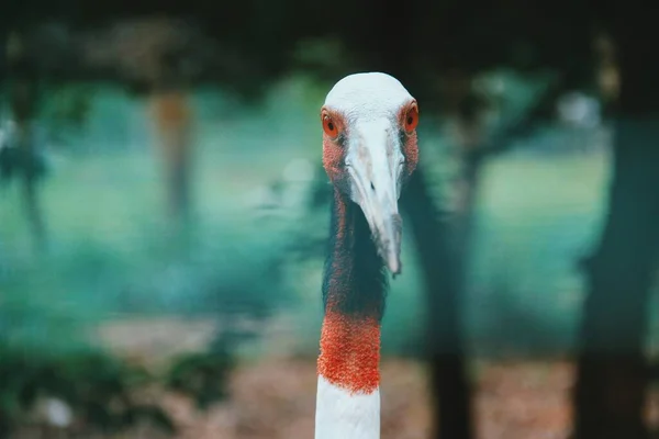 Sarus Vinç Antigone Antigone Gagalı Tropikal Kuş — Stok fotoğraf