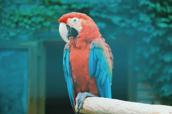 Scarlet Macaw Parrot Tropical Bird Ara Macao — Stock Photo, Image