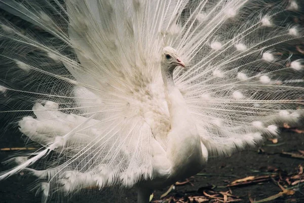 Blanc Plumes Paon Oiseau Tropical Blanc Danse Paon — Photo