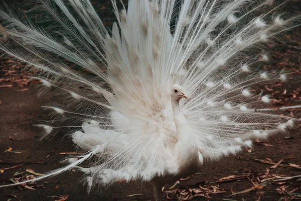 Penas Brancas Pavão Pássaro Tropical Dança Branca Pavão — Fotografia de Stock