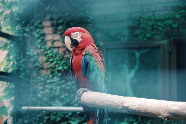 Scarlet Macaw Parrot Tropical Bird Ara Macao — Stock Photo, Image