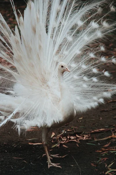 Penas Brancas Pavão Pássaro Tropical Dança Branca Pavão — Fotografia de Stock