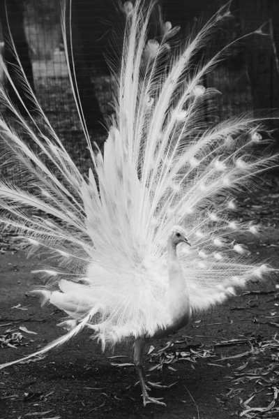 Penas Brancas Pavão Pássaro Tropical Dança Branca Pavão — Fotografia de Stock