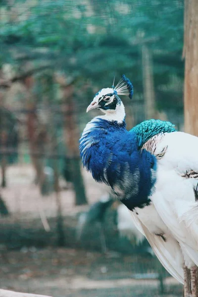 Pavão Misto Pássaro Tropical Pavão Azul Branco — Fotografia de Stock