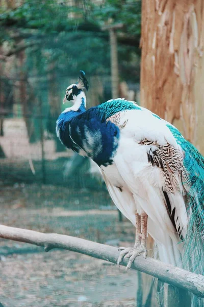 Pavão Misto Pássaro Tropical Pavão Azul Branco — Fotografia de Stock