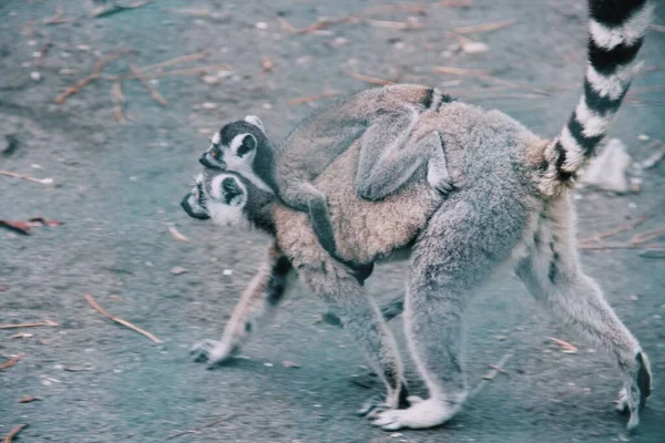 Cincin Ekor Binatang Lemur Lemur Keluarga Stok Gambar