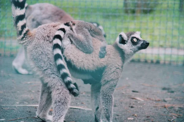 Ring Tailed Lemur Animals Lemur Family Royalty Free Stock Photos