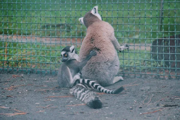 Cincin Ekor Binatang Lemur Lemur Keluarga Stok Lukisan  