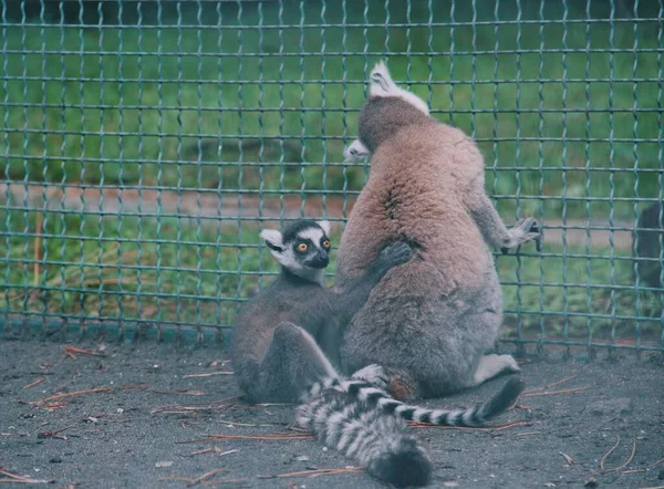 Cincin Ekor Binatang Lemur Lemur Keluarga Stok Foto