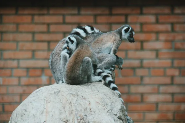 Cincin Ekor Binatang Lemur Lemur Keluarga Stok Gambar Bebas Royalti