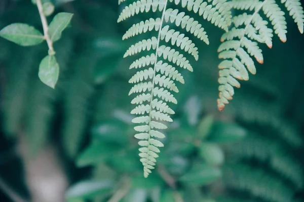 Daun Pakis Hijau Flora Alam Stok Foto Bebas Royalti