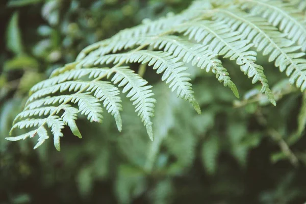 Grüne Farnblätter Natürliche Flora lizenzfreie Stockbilder