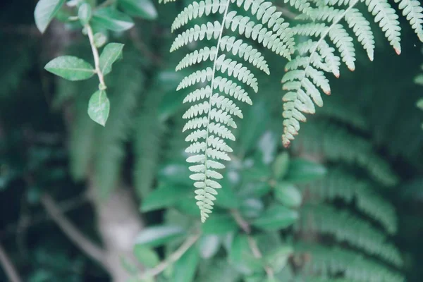 Green Fern Leaves Nature Flora Stock Photo