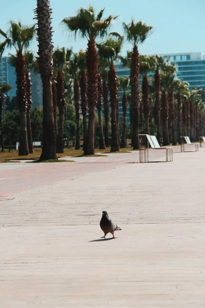 Wandelende Duivenvogels Batumi Boulevard Stadarchitectuur Palmbomen — Stockfoto