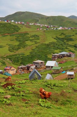Çiftlikte tavuk, yazlık evlerde dağ manzarası, Georgia Gomis.