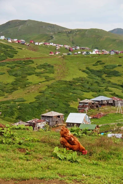 Galinha Fazenda Casas Aldeia Paisagem Verão Montanhas Georgia Gomis Mta — Fotografia de Stock