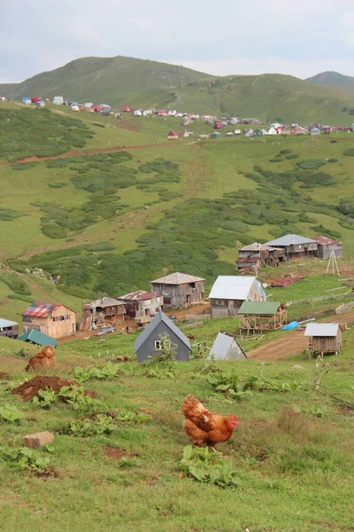 Galinha Fazenda Casas Aldeia Paisagem Verão Montanhas Georgia Gomis Mta — Fotografia de Stock