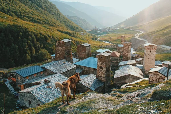 Kaukaz Gruzińska Architektura Ushguli Wieże Svan Pies — Zdjęcie stockowe