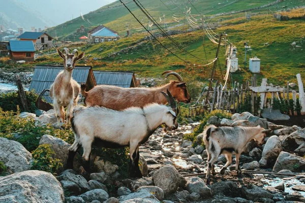 Svaneti地区 格鲁吉亚山区 Ushguli村的山羊 — 图库照片