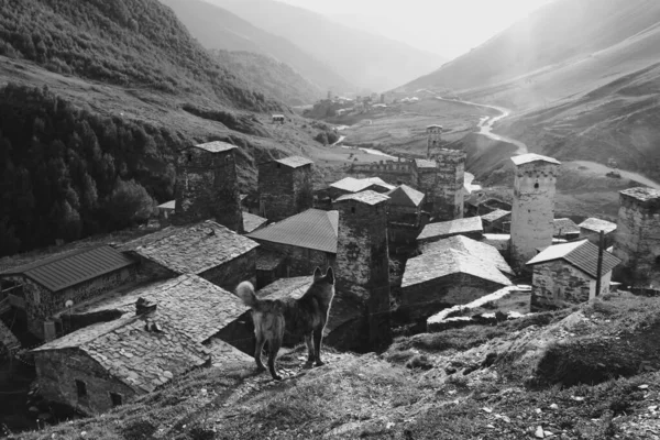 高加索山脉 格鲁吉亚Ushguli建筑 斯万塔和狗 — 图库照片