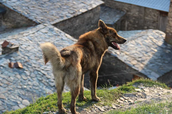 Kaukasus Georgische Uschguli Architektur Schwebetürme Und Hund — Stockfoto