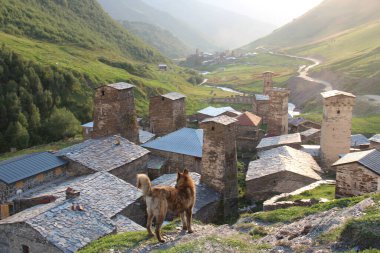 köpek ve Gürcistan köyü Ushguli, kırsal alan